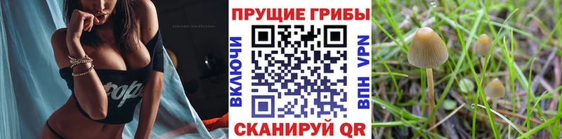 Псилоцибиновые грибы Psilocybe  хочу   Пересвет 